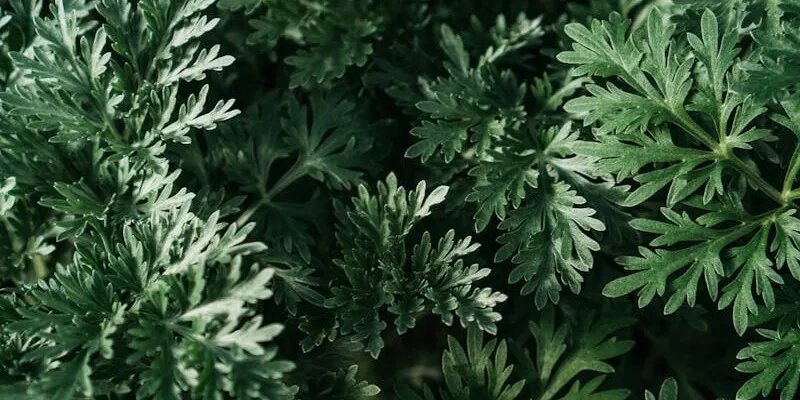 Полынь известан своими лекарственными свойствами / Автор фото: Veronica. Источник: www.pexels.com