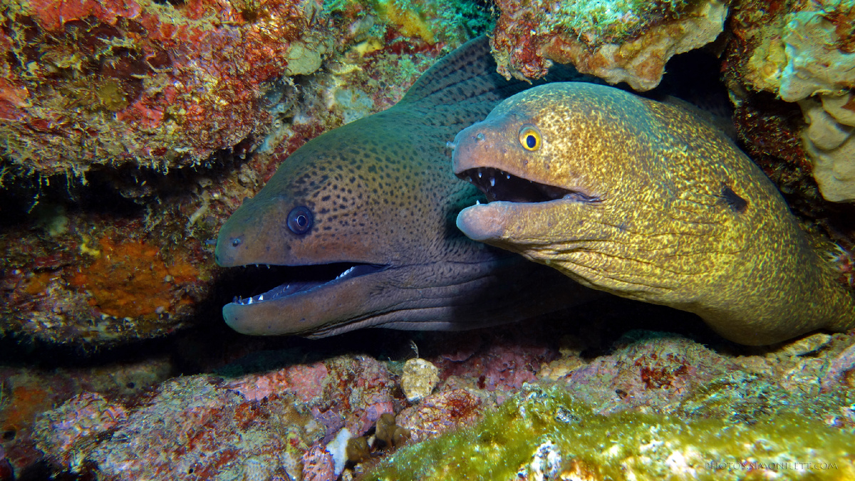 Фото взято из открытого источника Яндекс Картинки.