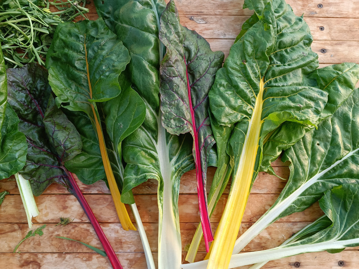 мой любимый мангольд!