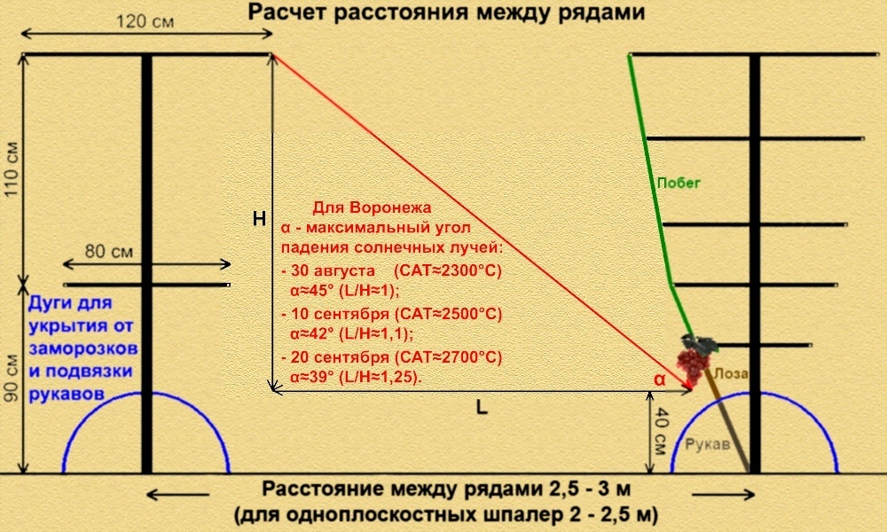Схема с одного из виноградных сайтов - сайта воронежских виноградарей  