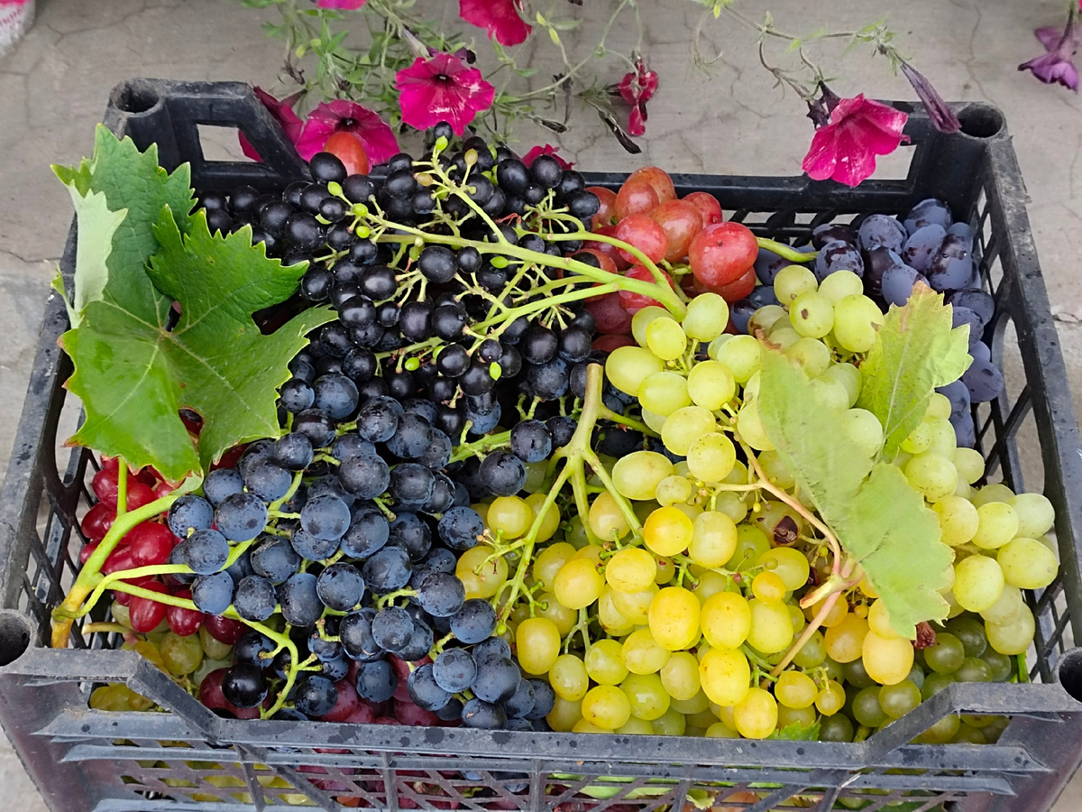 Сверху в ящике (по кругу) - Галант (левый, ближний угол ящика, под ним Велес), кишмиш Красень, Ливия, кишмиш Юпитер, Мускат лакомка и Памяти Шатилова. Ещё в ящиках Тасон, Мускат ранний, Бианка, Русский ранний, Юбилей херсонского "Дачника" и др.