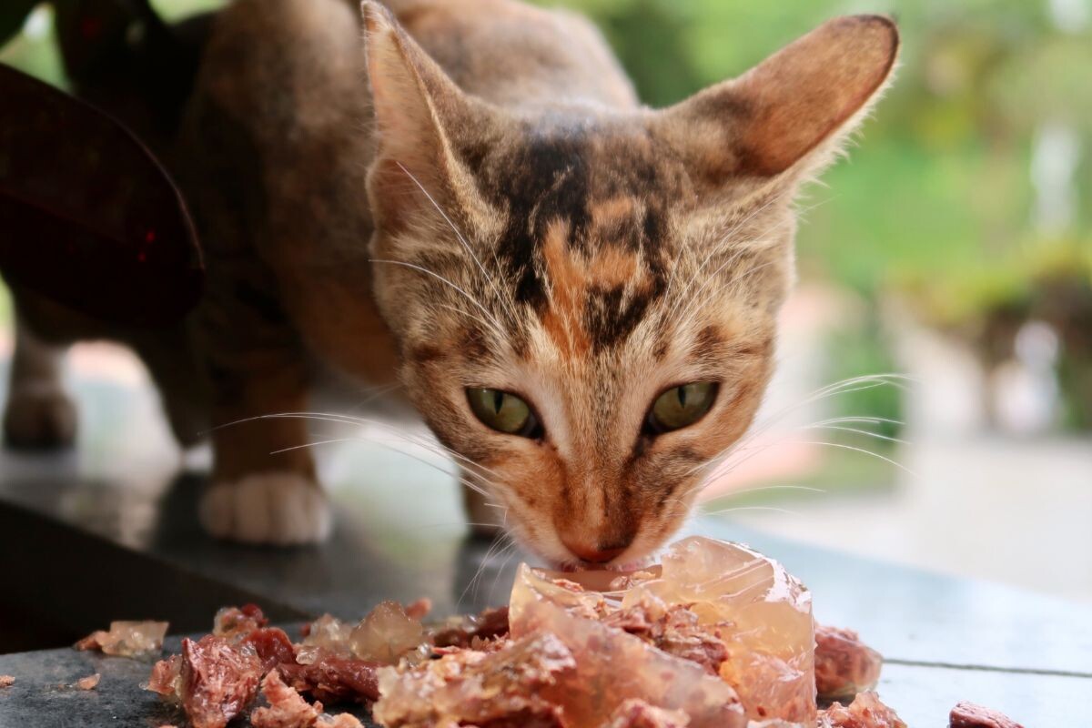 Почему кошка ест только желе из влажного корма