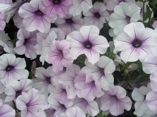 Петуния Тайдал Вейв F1 сильвер. Фото автора. Литай галерею