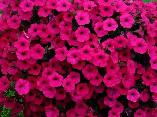 Петуния Тайдал Вейв F1 черри Фото автора