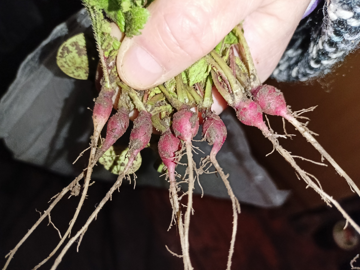 Восемь маленьких редисок в маминой руке 