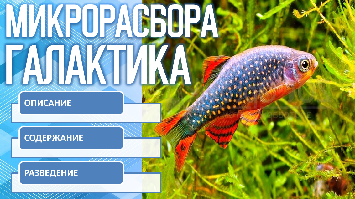 Микрорасбора Галактика.