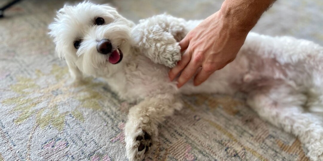 Почему многим собакам нравится, когда им чешут животик