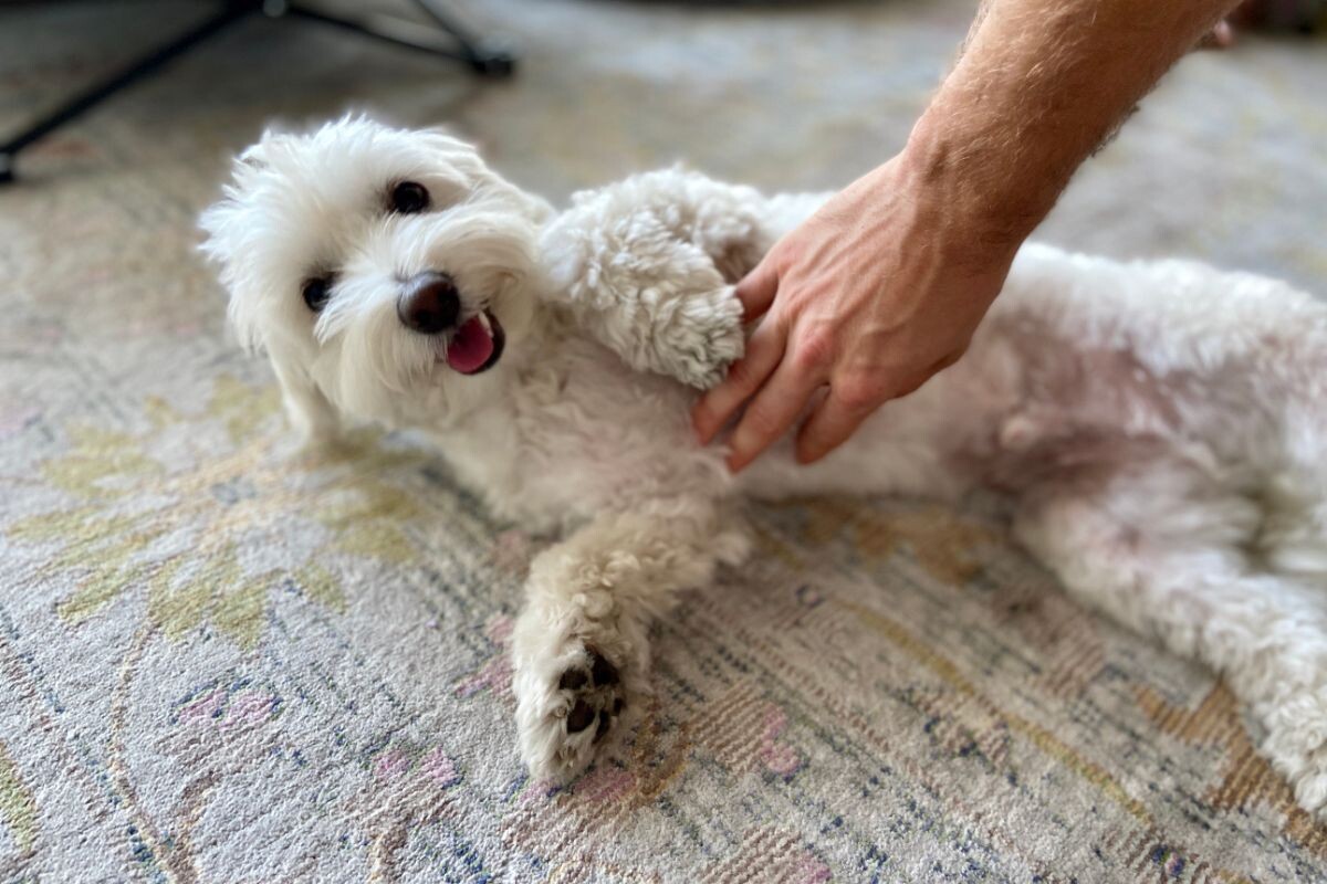 Почему собакам нравится, когда им чешут живот