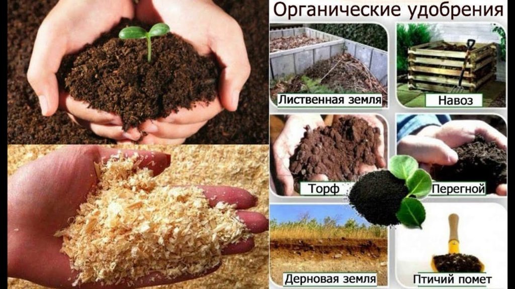 Почему компост является экологически чистым решением для удобрения растений?
