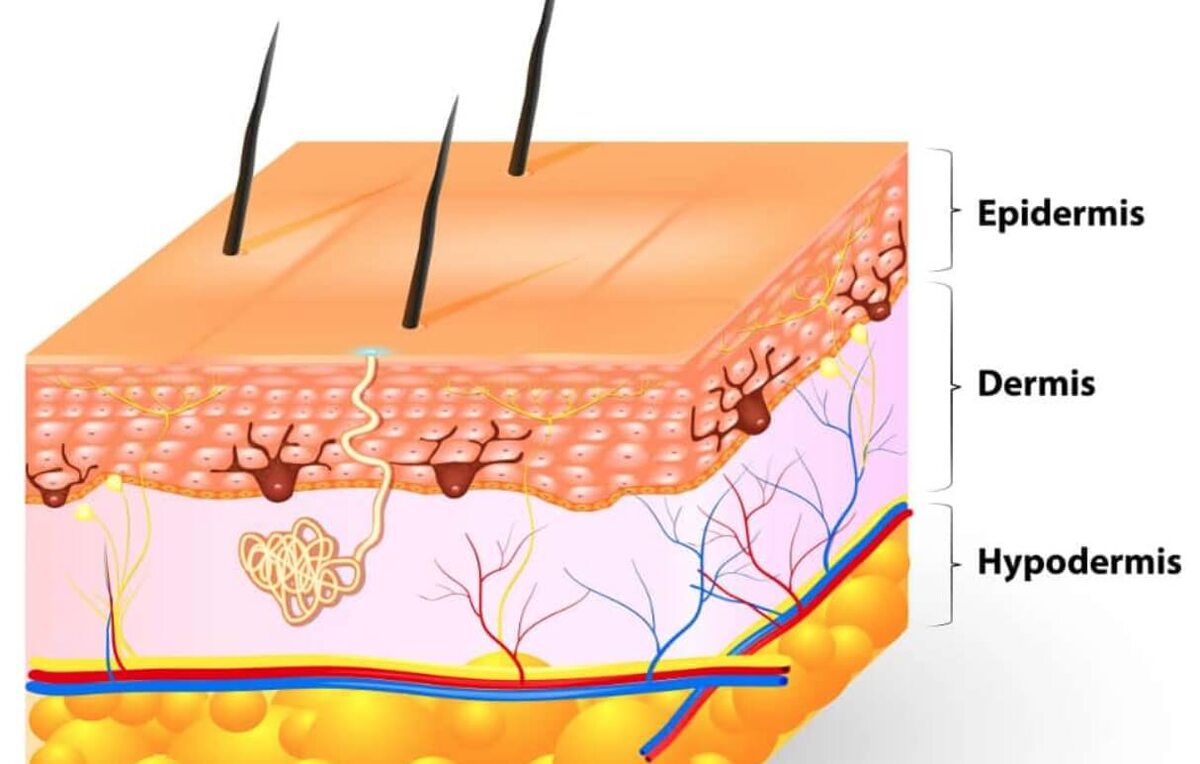    Слои кожи человека. Источник изображения: scienceabc.com