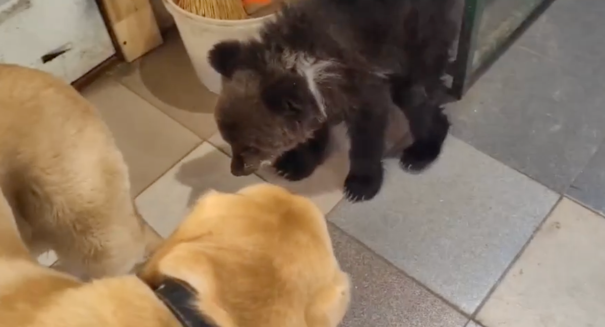 Эльза и Тень