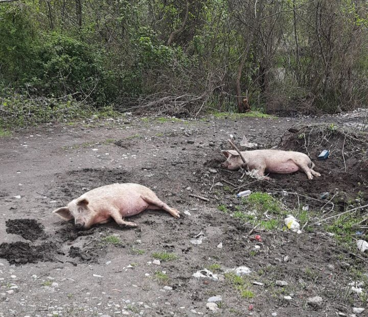 Кто обычно встречается мне на прогулках.  Грузия 