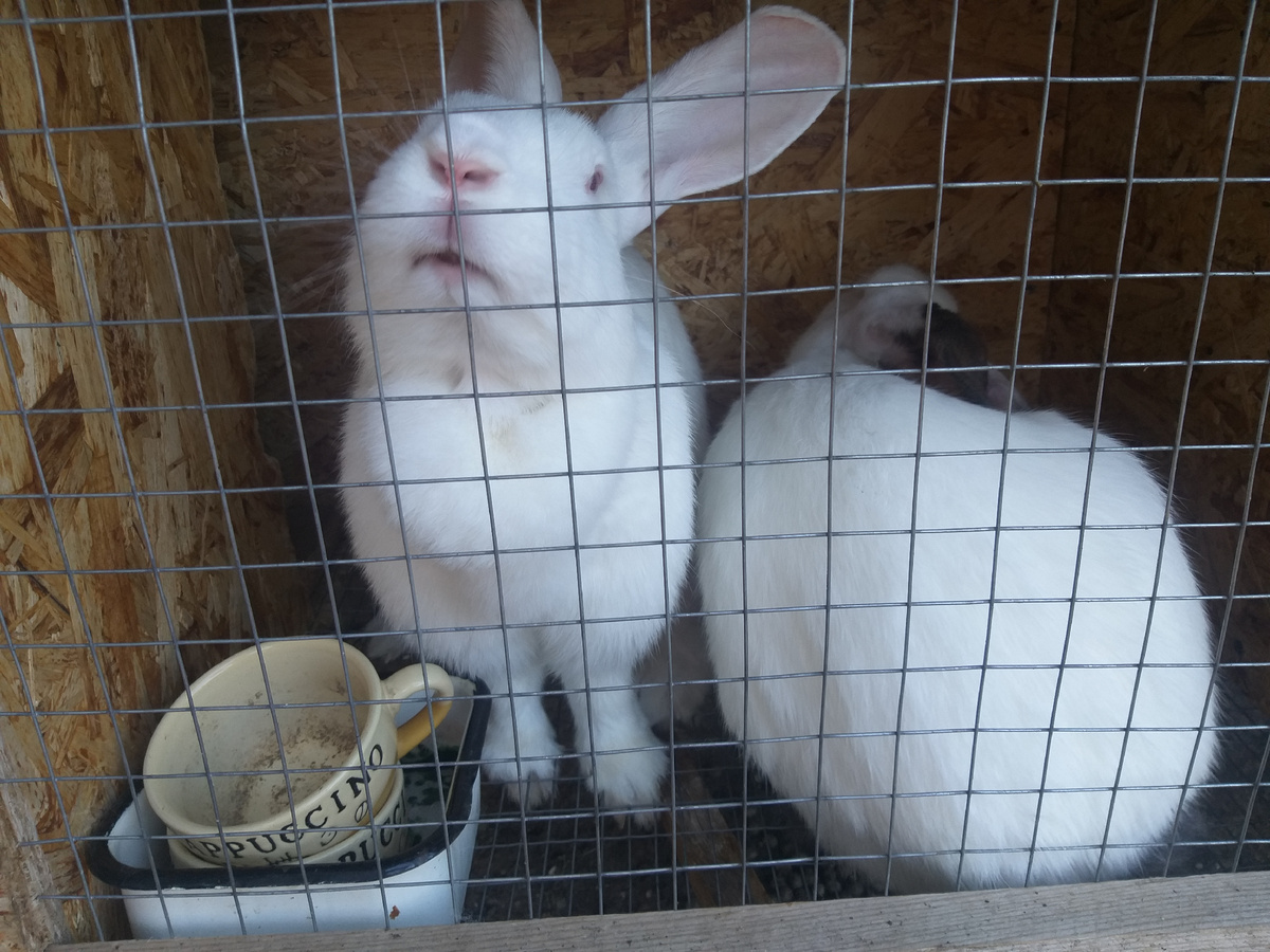 Теперь не потаскаешь посуду по клетке, автоматизировали процесс