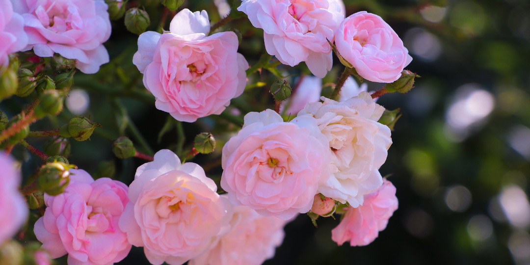 💖Заменители роз: здоровая альтернатива без грибков и тли