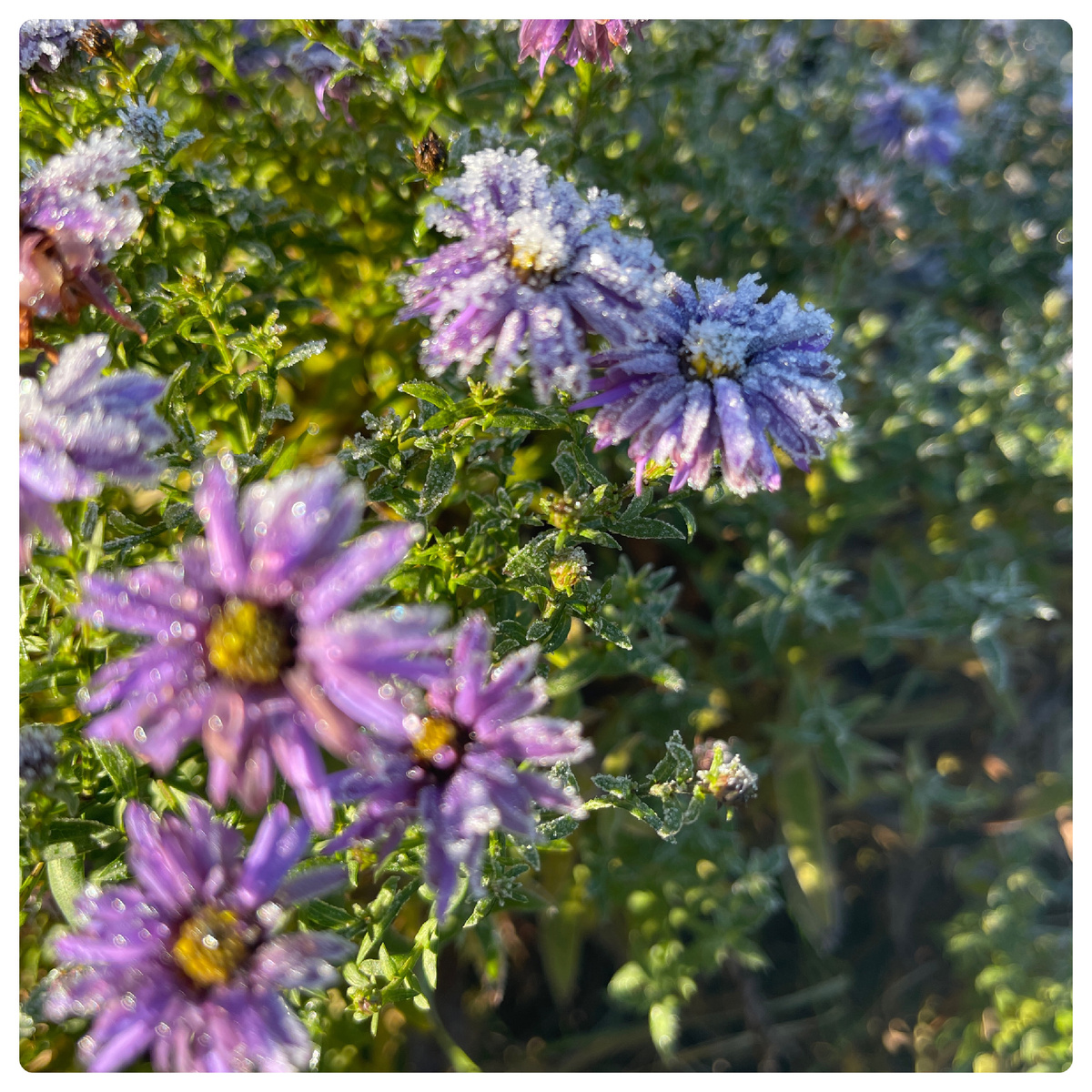 Люблю эти краски морозного серебра, на еще не уснувшей природе..