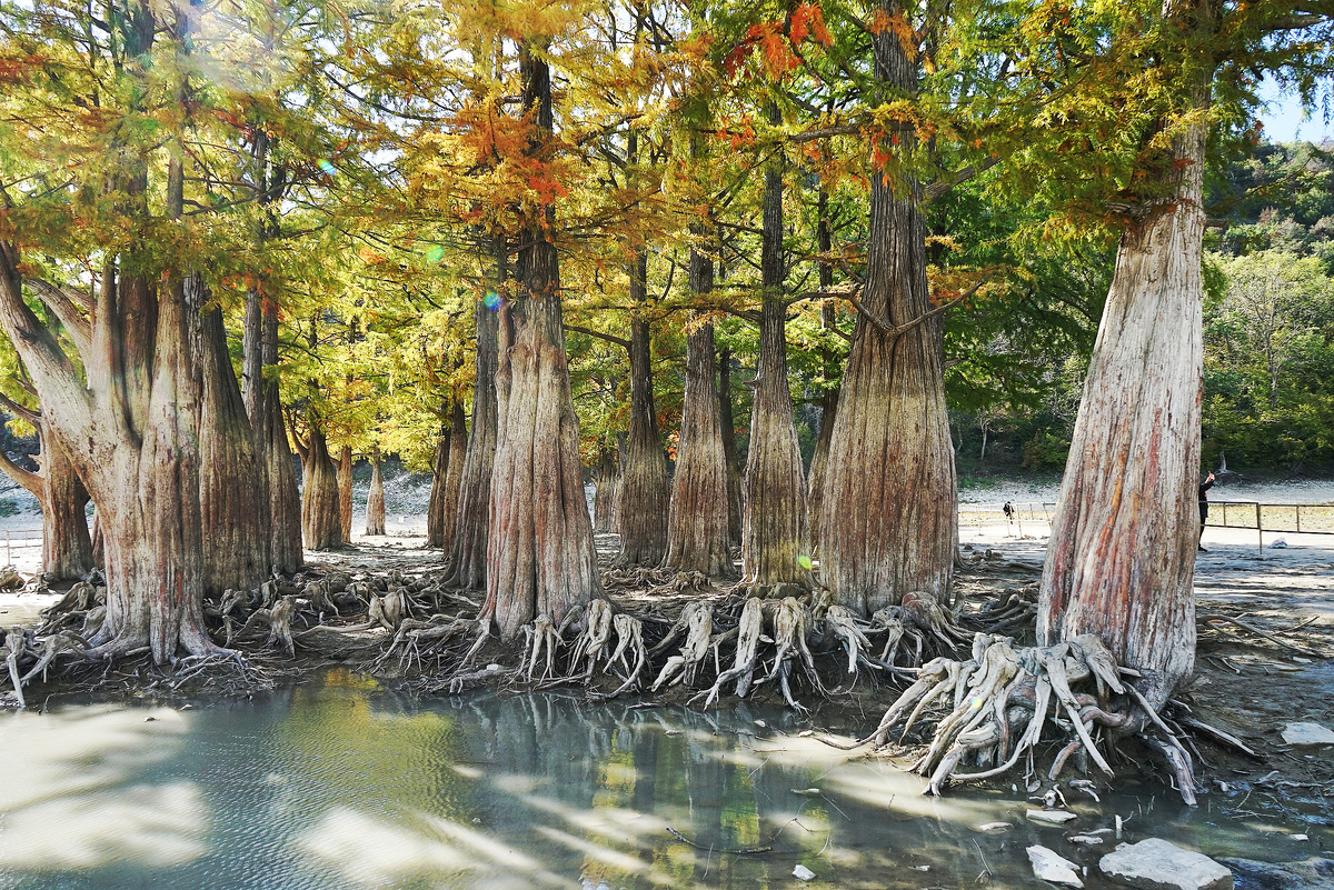 Роща кипарисов крупным планом в 3 декаде октября 2024 года, фото автора