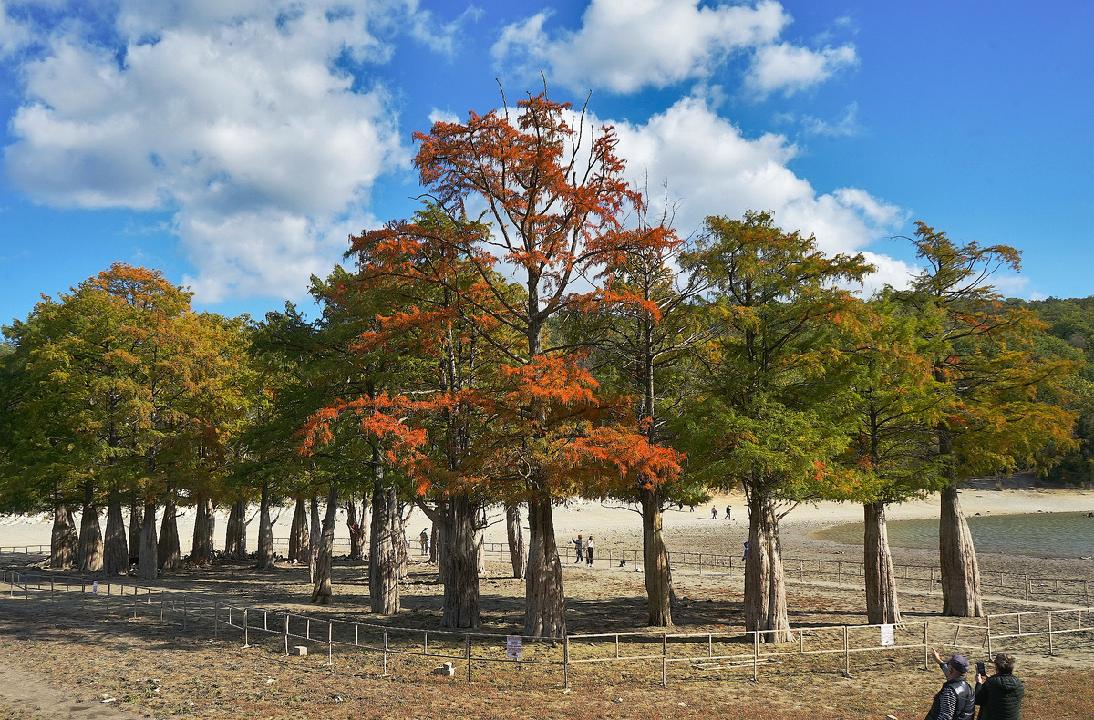 Роща болотных кипарисов в Сукко в октябре 2024 года, фото автора