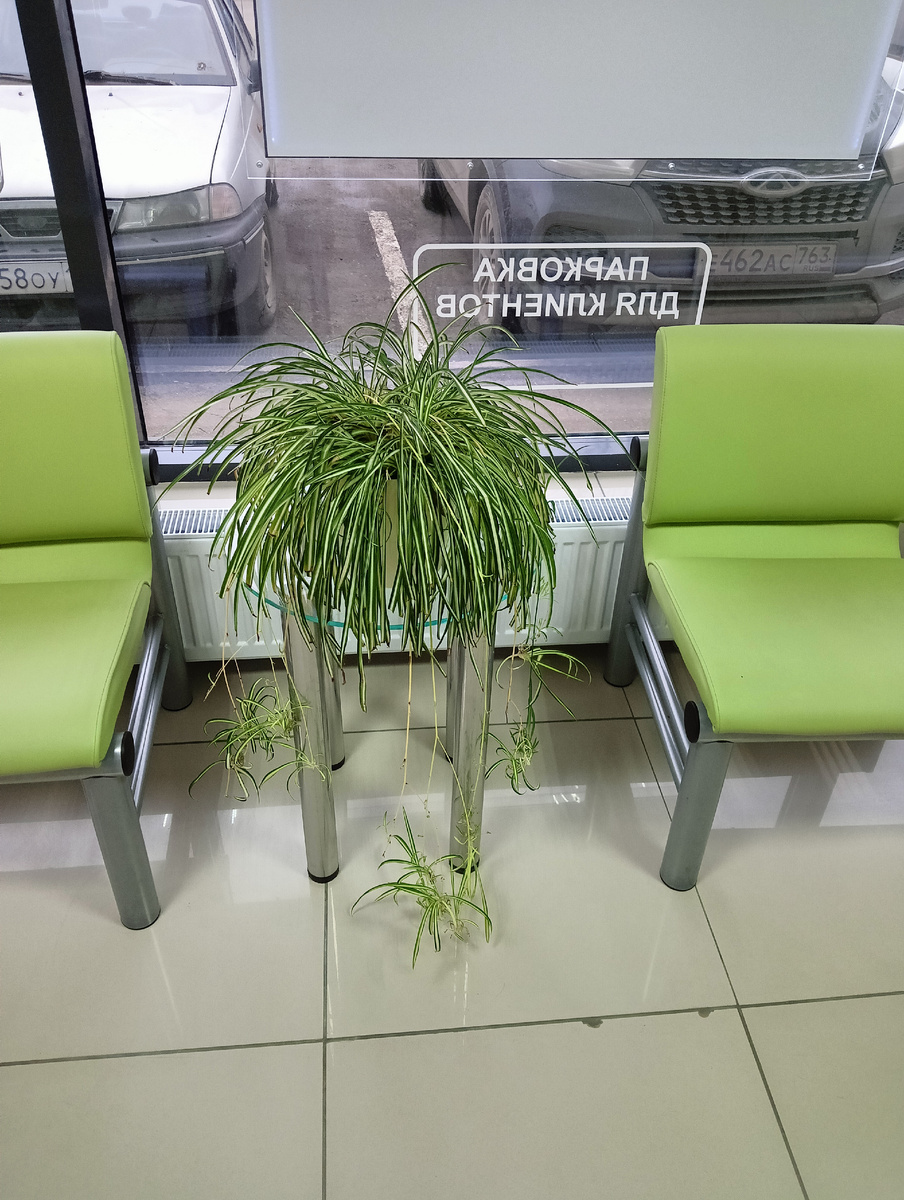 Обычный хлорофитум, а прекрасен