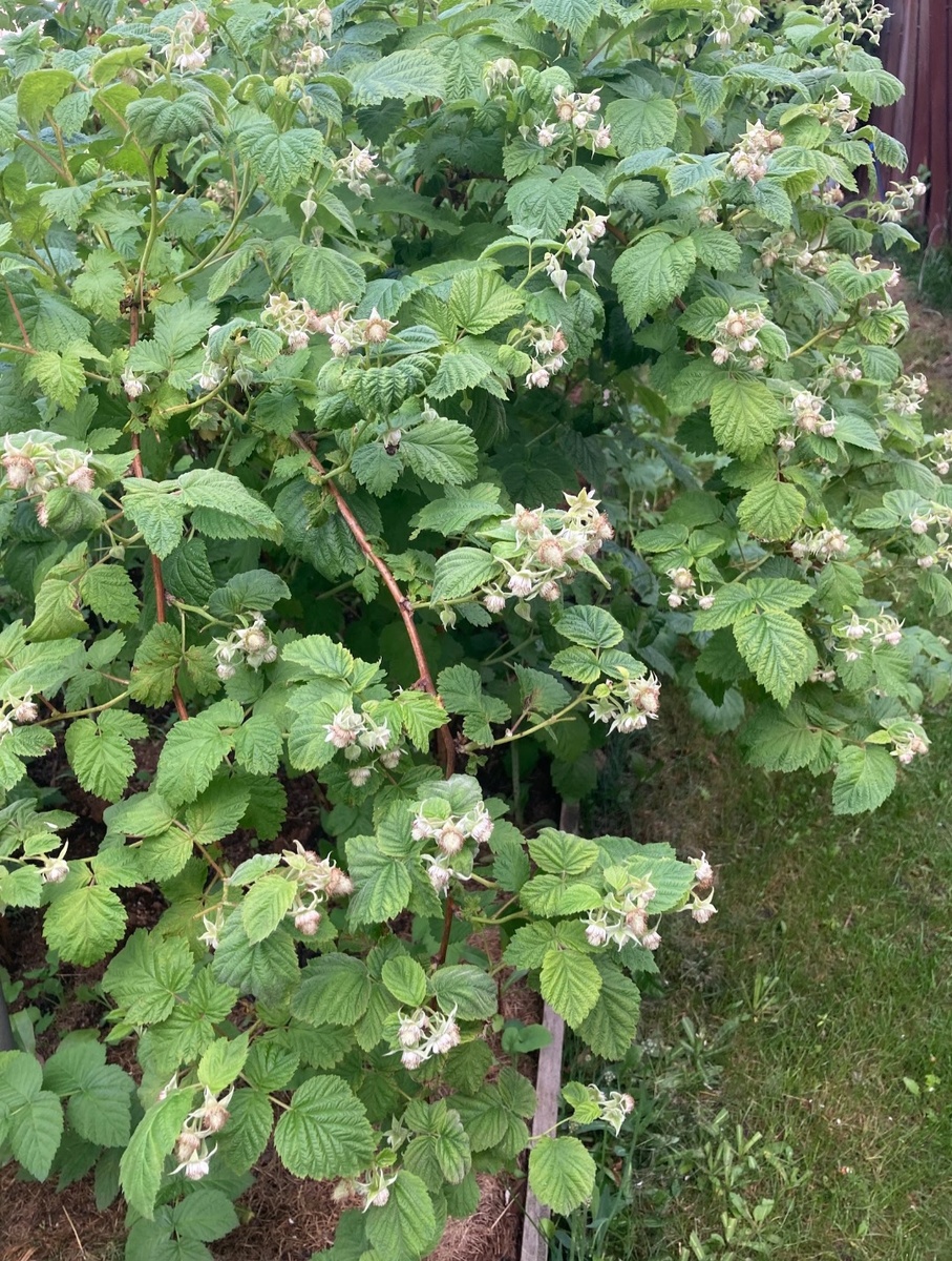 Цветущая Лячка