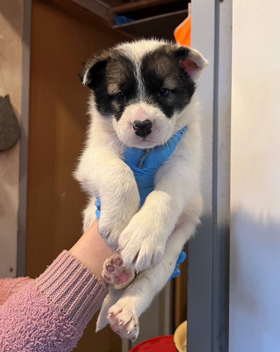 Сладкая булочка