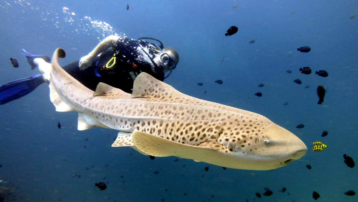 Яндекс.Картинки