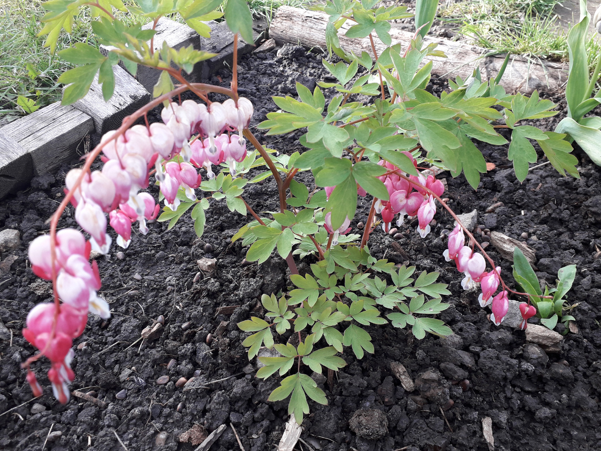 Дицентра розовая