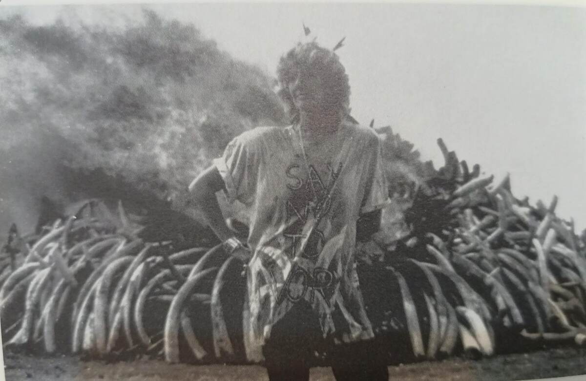 Куки на фоне костра из бивней слонов