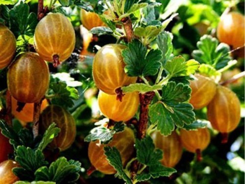 Крыжовник  "Янтарный" очень вкусный и урожайный.  