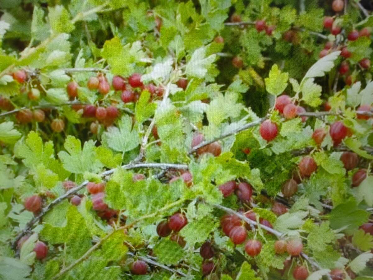 Бесшипный крыжовник "Командор" – мой любимчик . Спелые ягоды у него гораздо темнее.