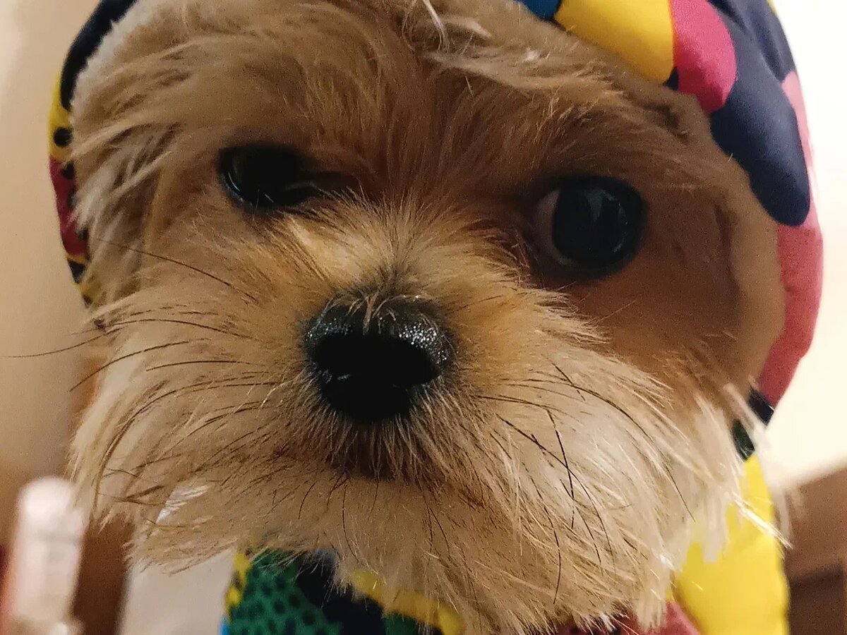 Наш красавчик Тоби к зиме готов!