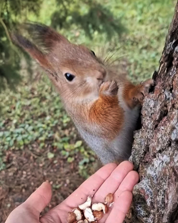 Моя любимая пушистая бусинка. Ей хорошо... Для обустройства дупла не нужен перфоратор.