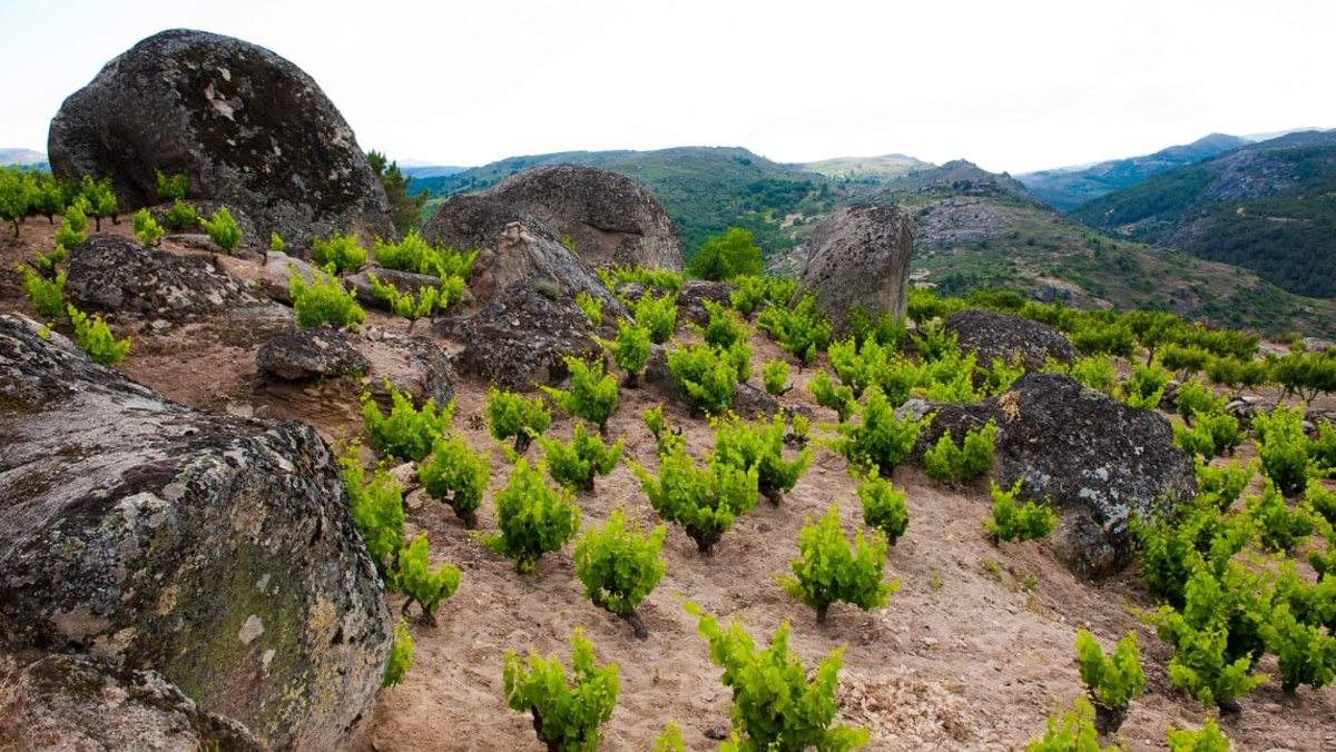 Типичный пейзаж виноградников Гредоса