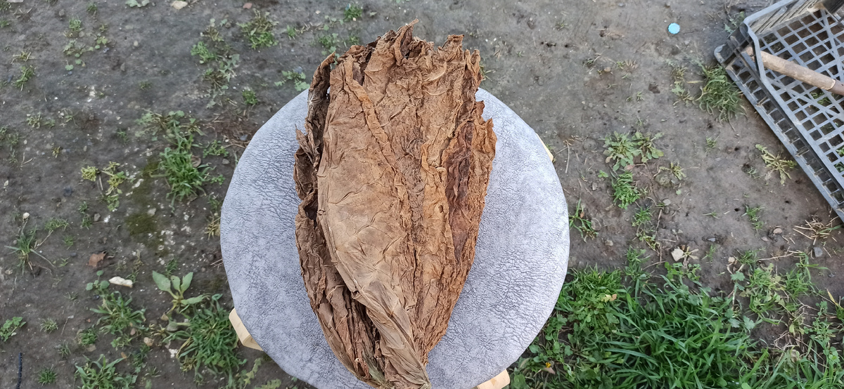 Штук по 50-70 листов в одном брикете