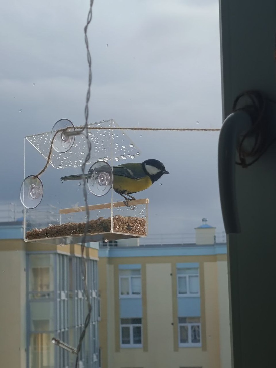 Вот птичке домик делают другие люди за свой счет:) Фото автора.