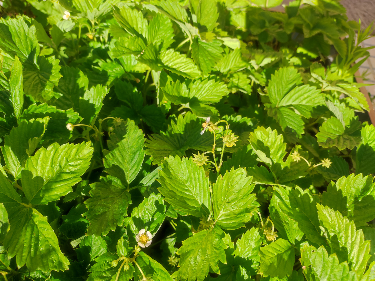 Фото автора, земляника сорта Желтое чудо, июнь 2024 года