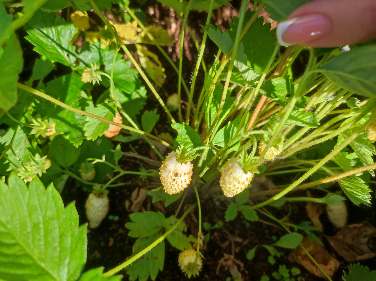 Фото автора, земляника сорта Желтое чудо, август 2024 года