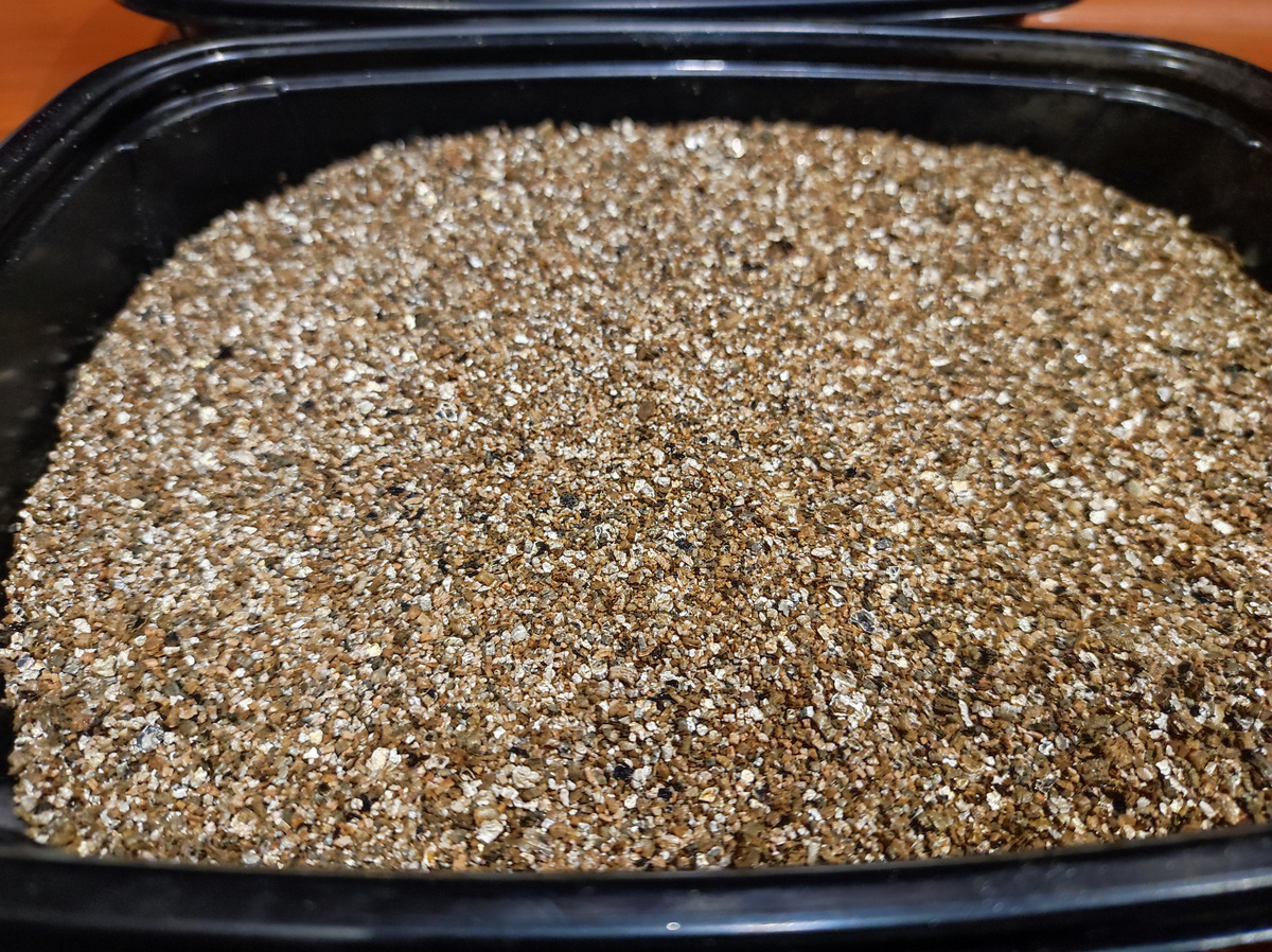 Фото автора, слой вермикулита, емкость для выращивания рассады клубники, январь 2024 года.