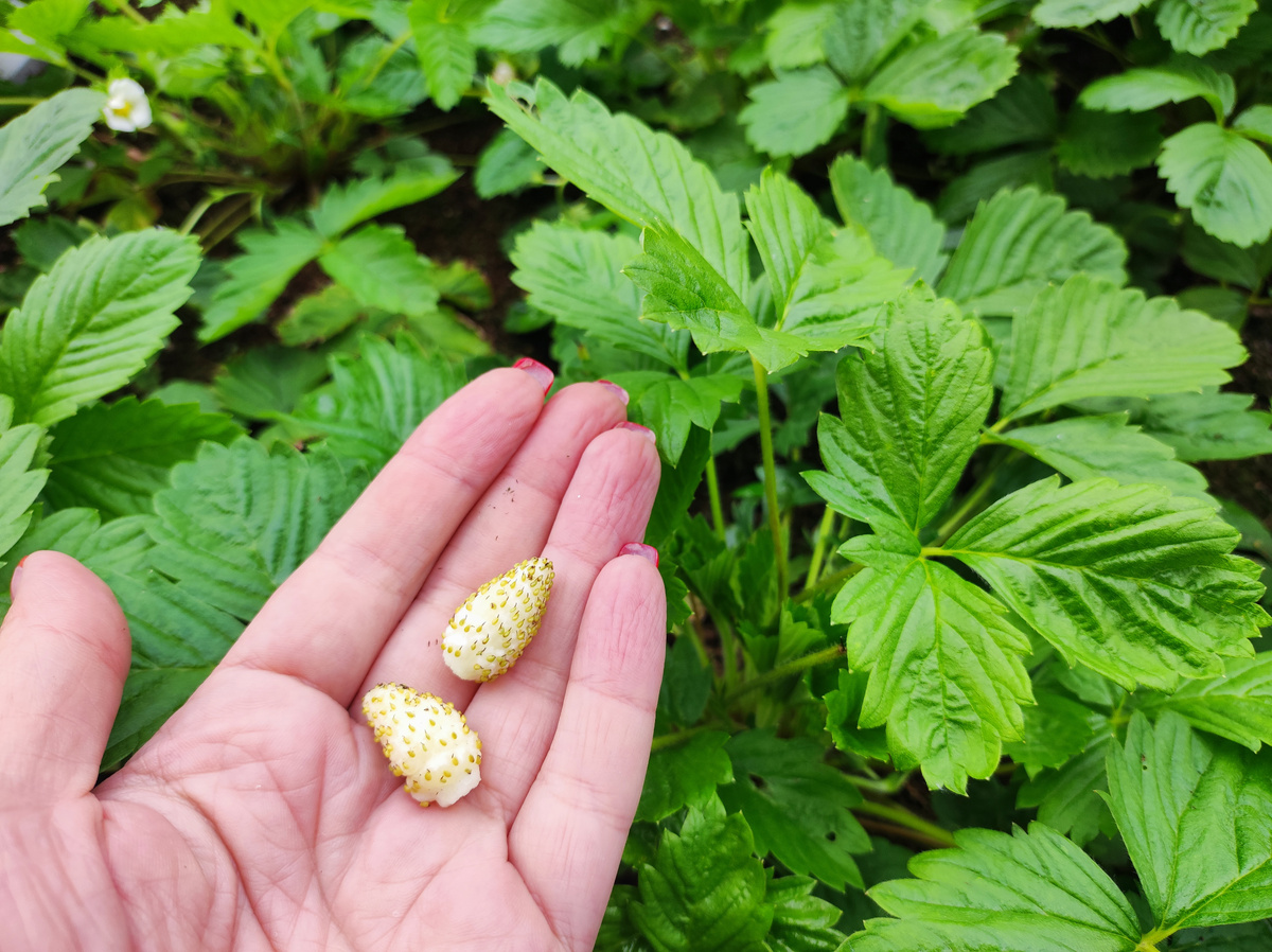 Фото автора, урожай земляники Желтое чудо, 2024 год