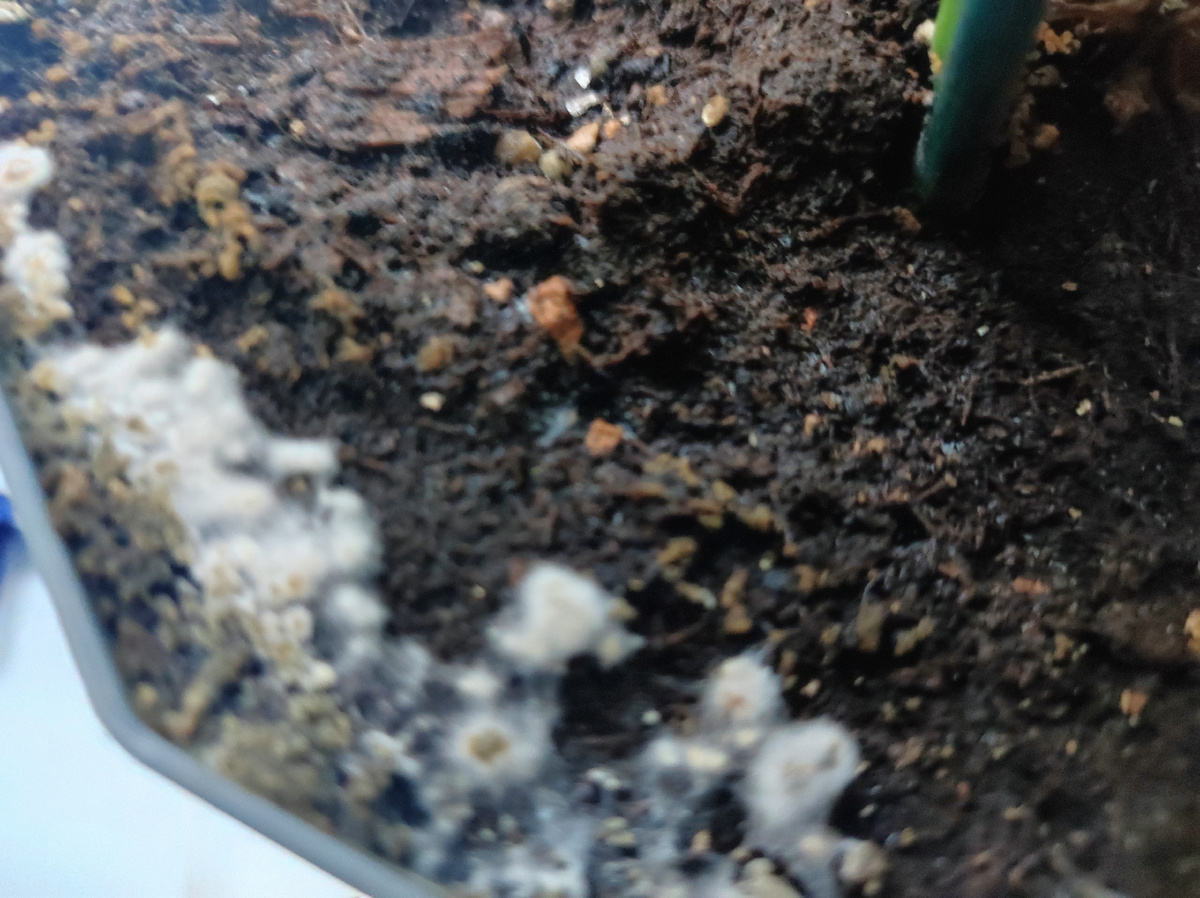 Фото автора, плесень на грунте у комнатного цветка, ноябрь 2024 года