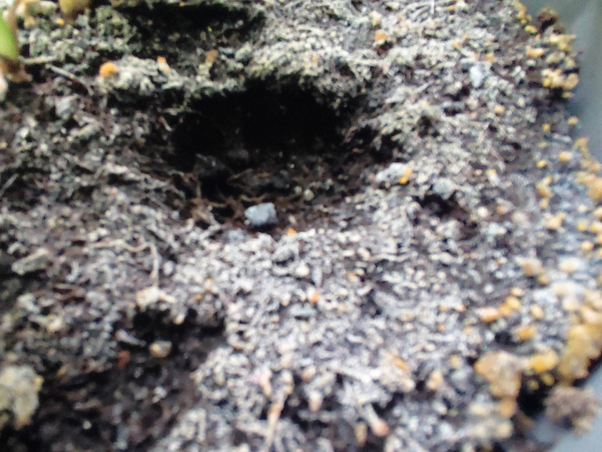 Фото автора, бело-желтый налет на грунте в комнатном растении, сентябрь 2024 года