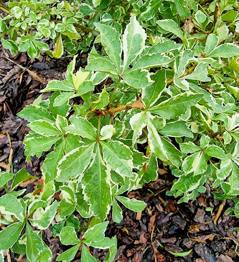 Eleutherococcus sieboldianus ‘Variegatus’ в моем саду. Анапа.