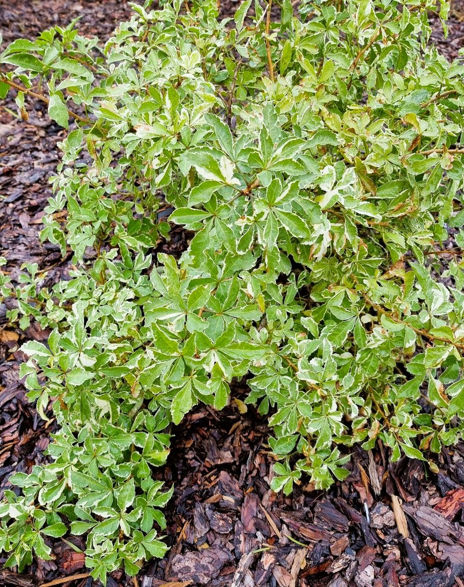 Вот такой небольшой у меня пока куст. Eleutherococcus sieboldianus ‘Variegatus’.