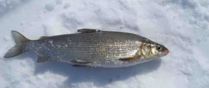 Таватуйский сиг... Яндекс-фото