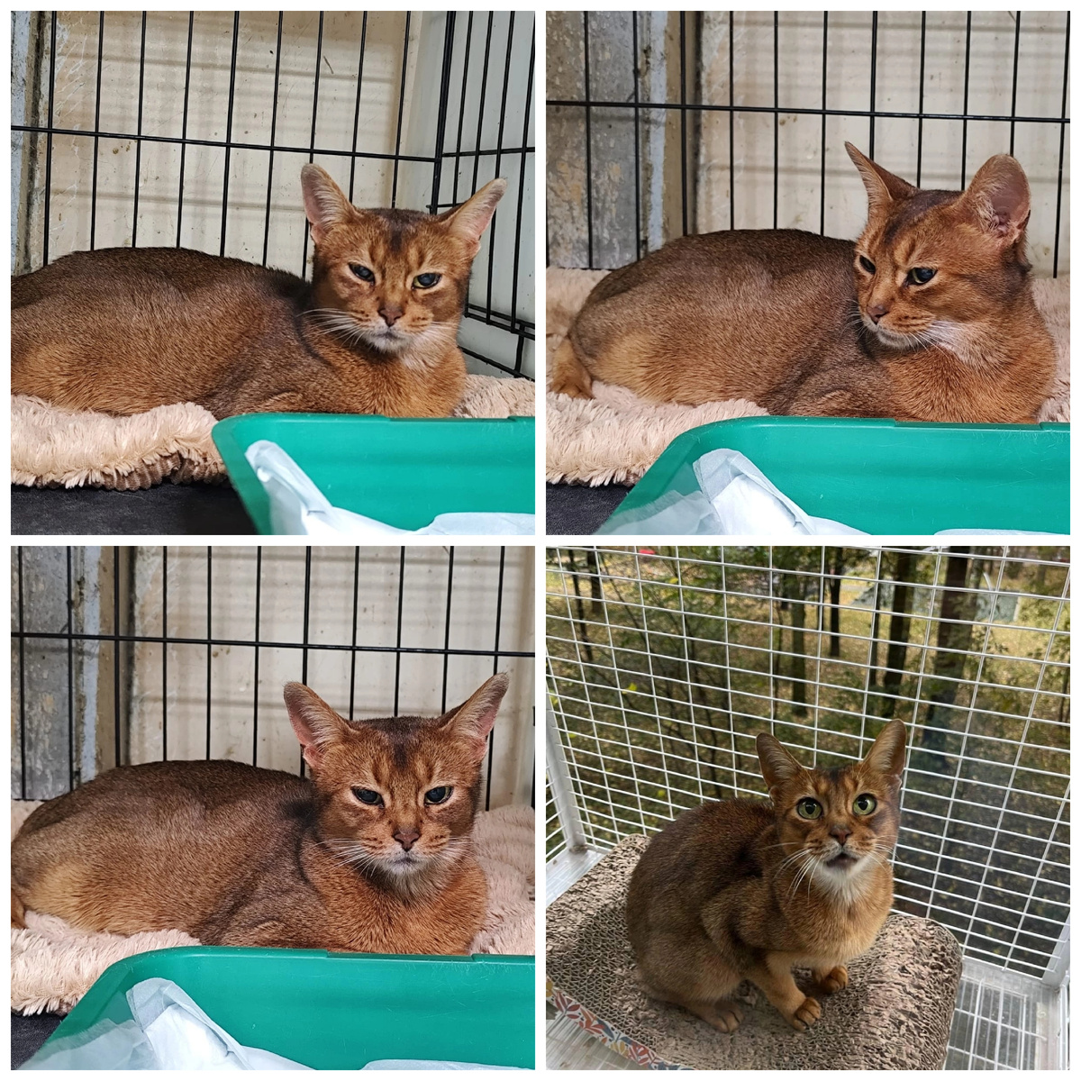 Сигму нашли на даче, потом жила несколько месяцев дома.