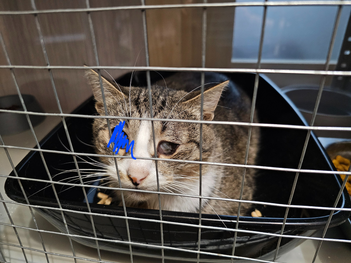 Фото автора. Арашик.