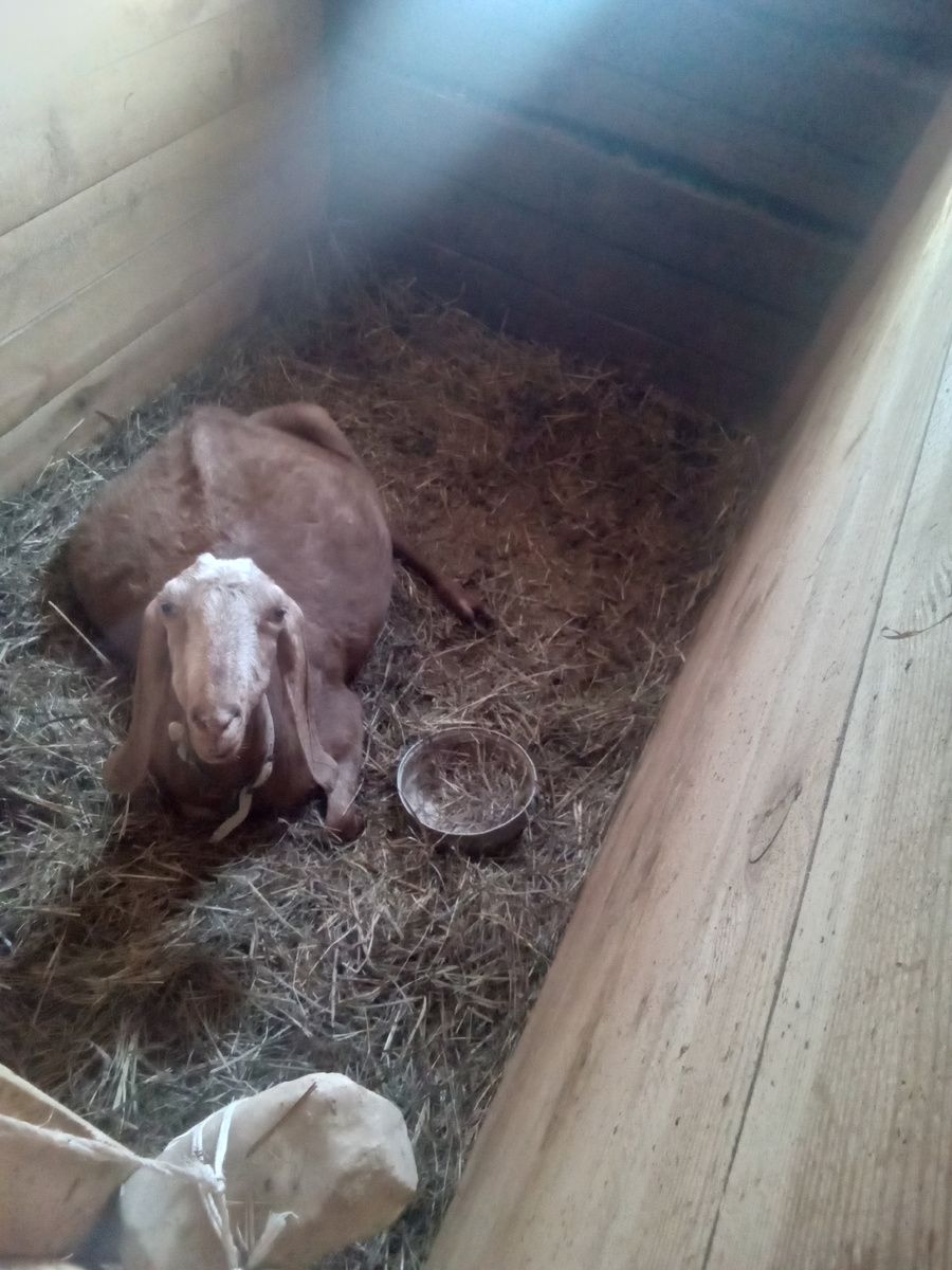 Фото автора.Едва успела сфоткать-Каролина вскочила,за день до родов.