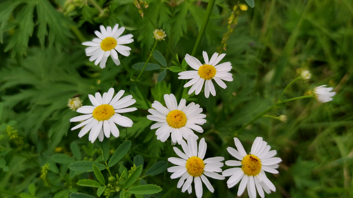 Ромашка аптечная.