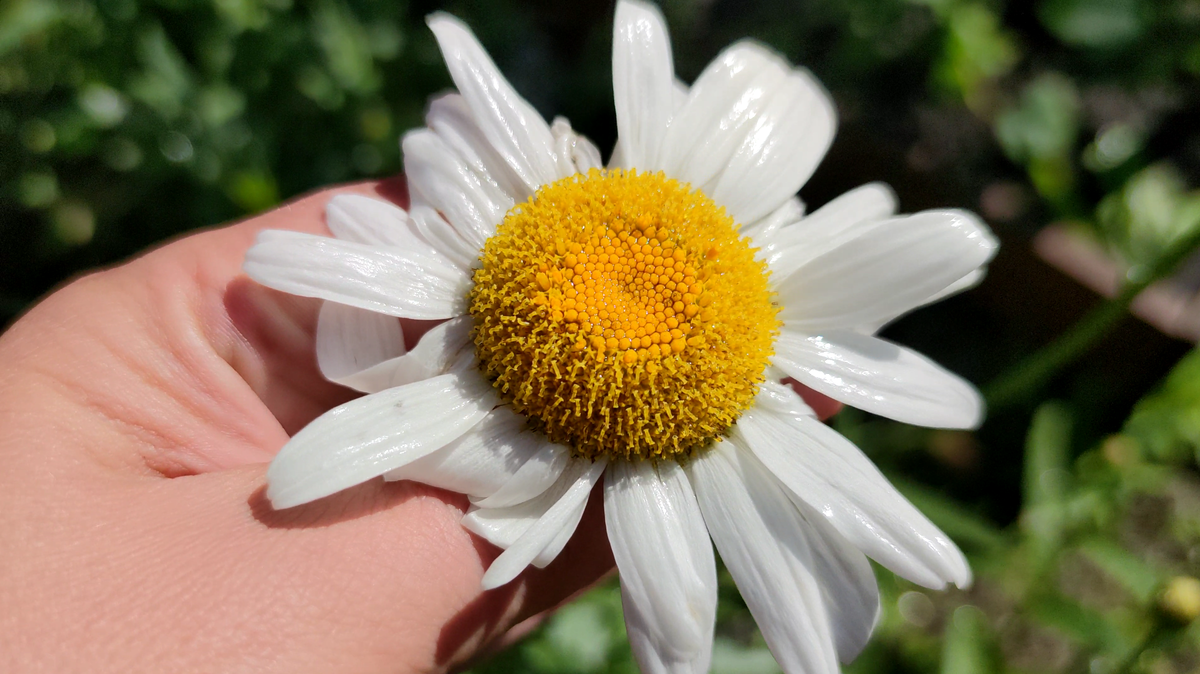 Нивяник крупноцветковый Аляска