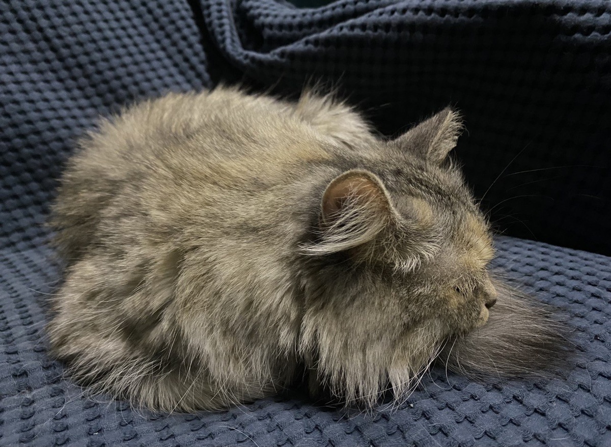 "Сестра" "непослушного" подписчика по имени Кися. Фото автора