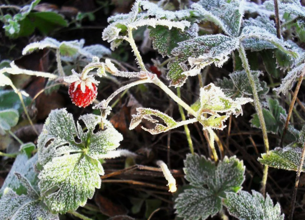 Источник фото: gazonov.com